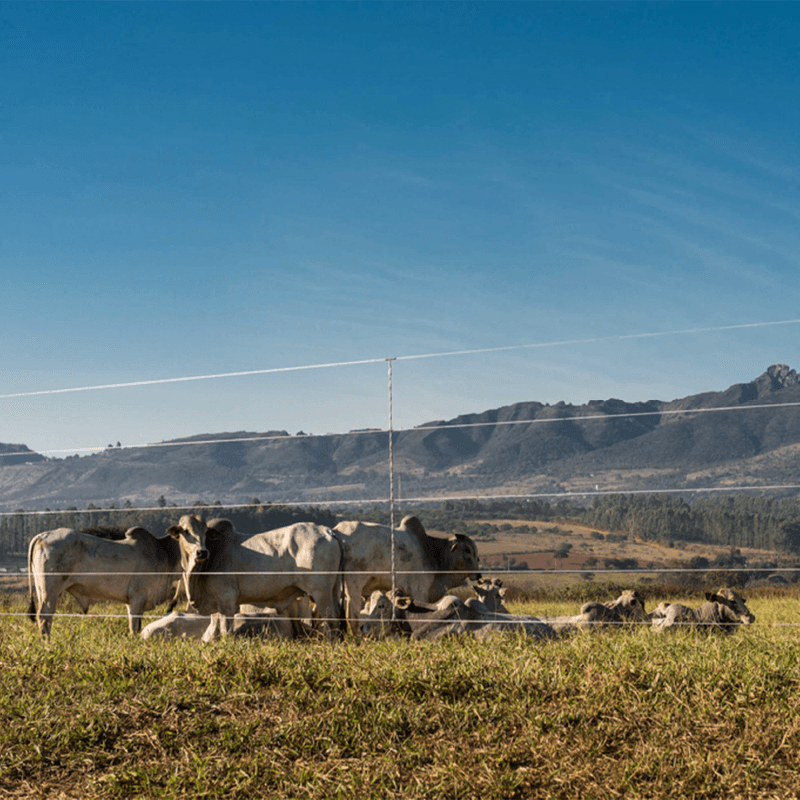 Arame Liso Z700 Belgo® | Arame Ovalado 1000m - Imagem 4