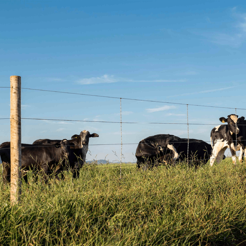 Arame Liso Z700 Belgo® | Arame Ovalado 500m - Imagem 7