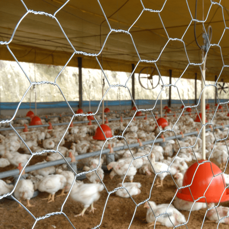 Tela Galinheiro Belgo Hexanet® - 2 X 22 1,50 X 50m - Imagem 2