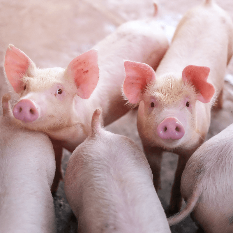 Tela Mangueirão Belgo Hexanet® - 3 X 16 1,00 X 50m - Imagem 2